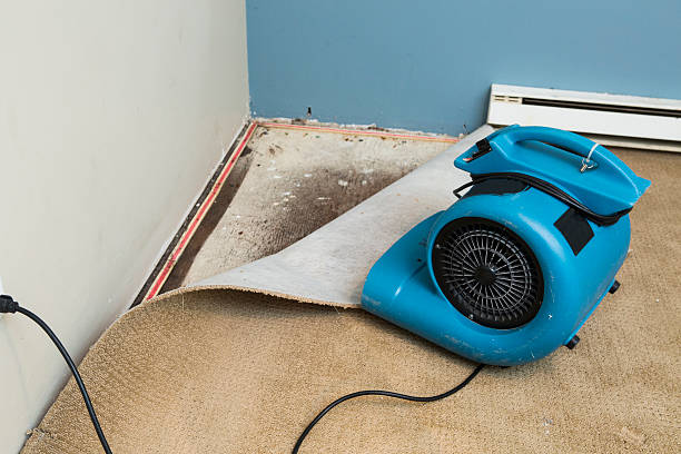Best Water damage restoration mold remediation  in Daleville, IN